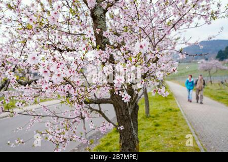 17 marzo 2020, Renania-Palatinato, Neustadt an der Weinstraße: Gli escursionisti passano i mandorli fioriti nel quartiere di Gimmeldingen lungo il sentiero Palatinato Almond. Foto: Uwe Anspach/dpa Foto Stock