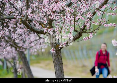 17 marzo 2020, Renania-Palatinato, Neustadt an der Weinstraße: Gli escursionisti passano i mandorli fioriti nel quartiere di Gimmeldingen lungo il sentiero Palatinato Almond. Foto: Uwe Anspach/dpa Foto Stock
