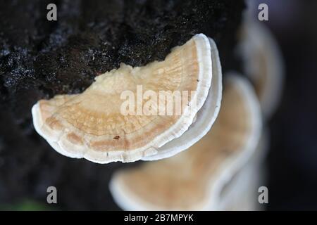 Trametes ocracea, conosciuta come la staffa di ocra, fungo selvatico dalla Finlandia Foto Stock