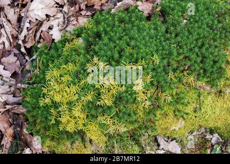 Cuscino di Bank Haircap (Polytrichiastrum formosum) e il grande muschio rosso di Schreber (Pleurozium schreberi) sul pavimento di un Quercus pubescens - Foto Stock