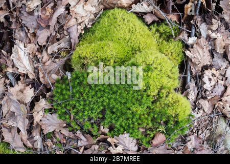 Cuscino di Haircap Bank (Polytrichiastrum formosum) e forkmuss scopa (Dicranum scoparium) sul pavimento di un Quercus pubescens - Betula pubsecens - D Foto Stock