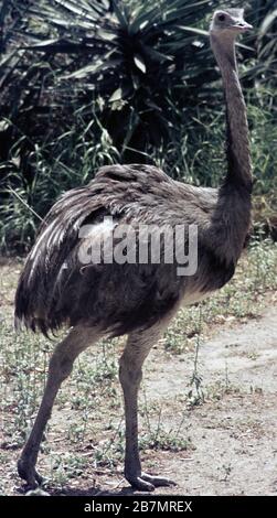 rhea maggiore o comune (Rhea americana) Foto Stock