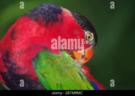 Viola-naped lory (Lorius domicella) Foto Stock