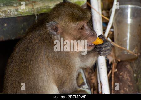 Una scimmia è un rifornimento dell'hotel a Koh Phi Phi Foto Stock
