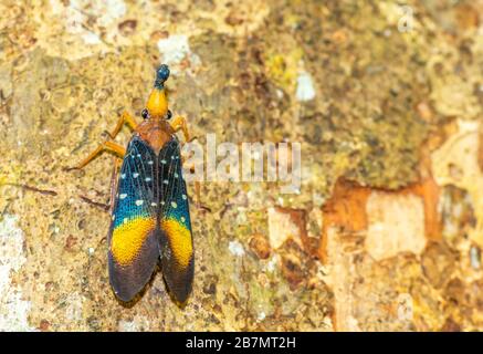 Borneo Lanterna Fly, lanterna bug, insetto sulla corteccia dell'albero Foto Stock