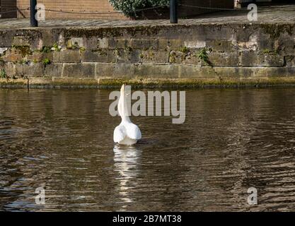 Coppia di cigni muti adulti (Cygnus olor) impegnato in courtship comportamento di accoppiamento danza Foto Stock