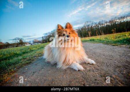 Un giovane cane shetland giace su un terreno Foto Stock