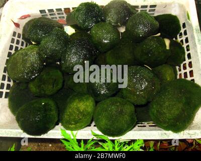 Marimo o palla muschio o lacca, Aegagropilla linnaei (=Cladophora aegagropilla) Foto Stock