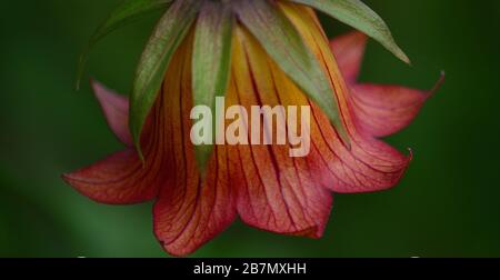 Fiore di Bicacaro in primo piano, Canarina canariensis, pianta selvatica endemica delle Isole Canarie Foto Stock