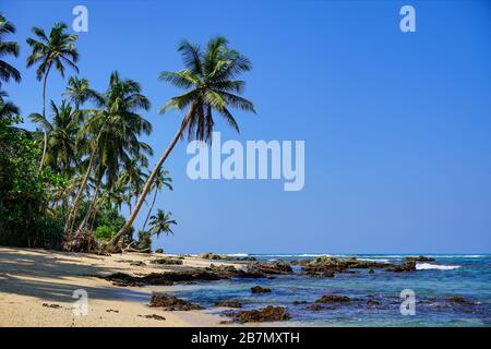 Vista panoramica delle palme da cocco e dell'Oceano idiano dalla spiaggia di sabbia incontaminata. Le spiagge dello Sri Lanka (come Hikkaduwa, Mirissa, Unawatuna). Foto Stock