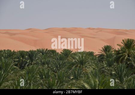 Oasi nel deserto Wahiba Sands Oman Foto Stock