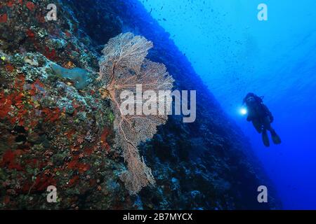 Il subacqueo femminile esplora la bellissima barriera corallina subacquea nelle Maldive Foto Stock