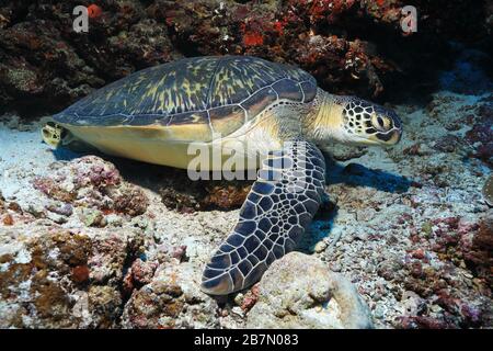 Tartaruga marina verde (Chelonia mydas) sdraiata sott'acqua sul fondo marino dell'Oceano Indiano nelle Maldive Foto Stock