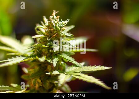 Bocciolo verde di marijuana in una giornata di sole, luce legale marijuana in Svizzera Foto Stock