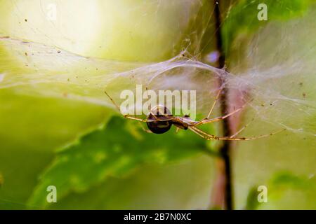 Macro primo piano di un ragno sulla rete di un ragno, su una pianta in una foresta svizzera, sfondo verde Foto Stock