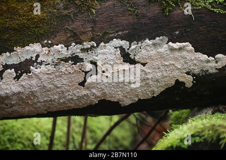 Corticium roseum, principale patogeno vegetale di pesche e nettarine, crosta fungo senza nome inglese comune dalla Finlandia Foto Stock