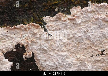 Corticium roseum, principale patogeno vegetale di pesche e nettarine, crosta fungo senza nome inglese comune dalla Finlandia Foto Stock