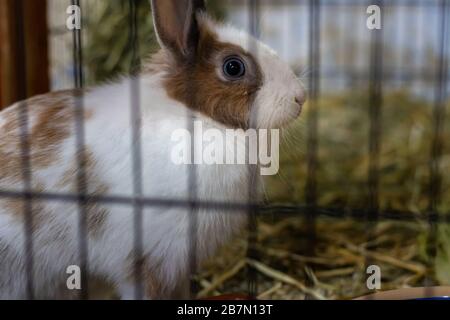 Coniglio bianco e marrone in un ricovero animale è all'interno del hutch. Lo sfondo è una paglia marrone sfocata Foto Stock