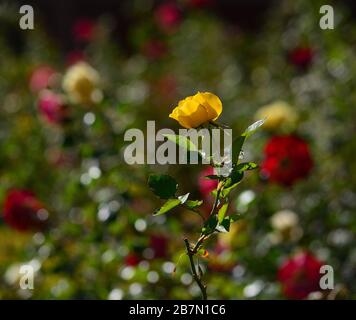 Rosa gialla isolata al centro del giardino con sfondo floreale sfocato Foto Stock