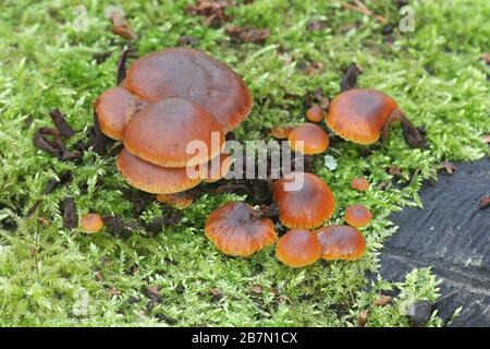 Flammulina velutipes, noto come enokitake futu, pesce, funghi, funghi invernali o in inverno, funghi di piede di velluto, velluto stelo o gambo di velluto Foto Stock