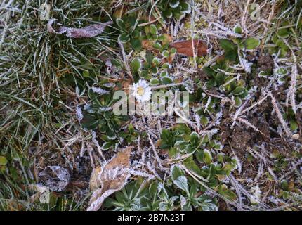 Gelo sull'erba. Fiore di camomilla bianco (camomilla di Matricaria) smerigliato. Foto Stock