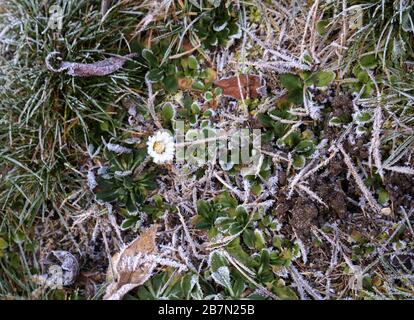 Gelo sull'erba. Fiore di camomilla bianco (camomilla di Matricaria) smerigliato. Foto Stock
