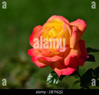 Splendida rosa di colori giallo e arancione in primo piano e sfondo verde sfocato Foto Stock