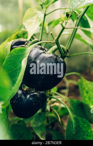 Primo piano di peperoni dolci neri biologici coltivati internamente in un orto a effetto serra. Unusial strano veg Foto Stock