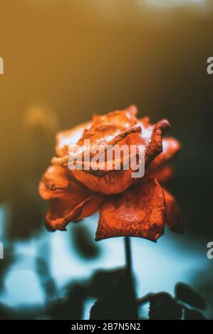 rosa rosso cespuglio nella neve all'inizio della primavera o all'inizio dell'inverno. La luce del sole sta cadendo su una rosa. Foto Stock