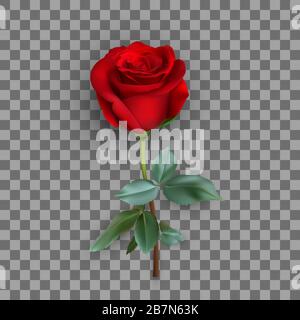 realistico disegno rosa isolato su sfondo, illustrazione vettoriale Illustrazione Vettoriale