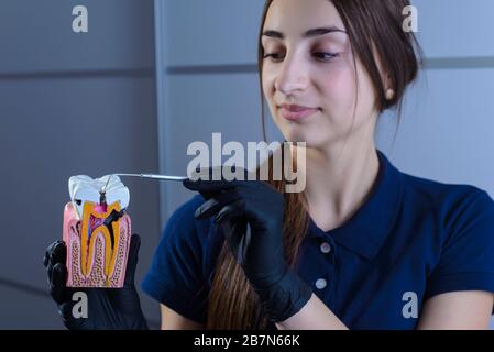 Primo piano di un medico dentista, sorridente, indossando guanti, tenendo in mano uno strumento dentale per l'esame, e un manichino di mascelle umane che mostra su t. Foto Stock