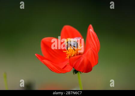 dahlia,dahlias peonia,seedling,fiori rossi arancioni,fioritura,fiore,Bee friendly,animali domestici friendly,nettare ricco,RM floreale Foto Stock