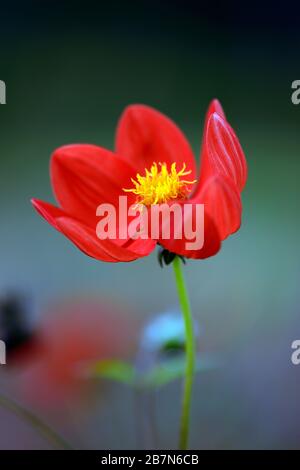 dahlia,dahlias peonia,seedling,fiori rossi arancioni,fioritura,fiore,Bee friendly,animali domestici friendly,nettare ricco,RM floreale Foto Stock