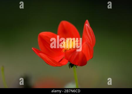 dahlia,dahlias peonia,seedling,fiori rossi arancioni,fioritura,fiore,Bee friendly,animali domestici friendly,nettare ricco,RM floreale Foto Stock