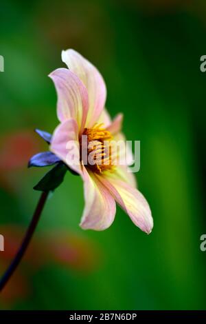 dahlia,dahlias peony,piantagioni,fiori di albicocca d'arancia,fioritura,fiore,Bee friendly,faunistica amichevole,nettare ricco,RM floreale Foto Stock