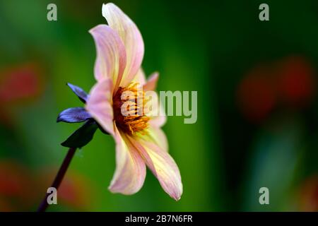 dahlia,dahlias peony,piantagioni,fiori di albicocca d'arancia,fioritura,fiore,Bee friendly,faunistica amichevole,nettare ricco,RM floreale Foto Stock