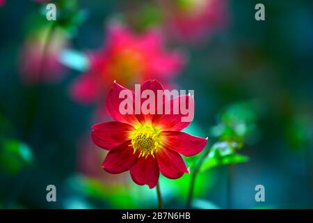 dahlia,dahlias peonia,seedling,fiori rossi arancioni,fioritura,fiore,Bee friendly,animali domestici friendly,nettare ricco,RM floreale Foto Stock