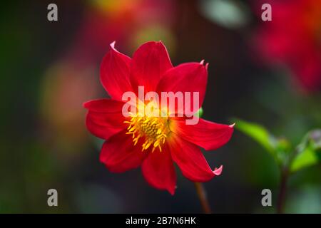 dahlia,dahlias peonia,seedling,fiori rossi arancioni,fioritura,fiore,Bee friendly,animali domestici friendly,nettare ricco,RM floreale Foto Stock