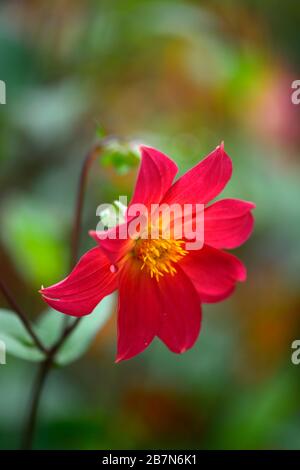 dahlia,dahlias peonia,seedling,fiori rossi arancioni,fioritura,fiore,Bee friendly,animali domestici friendly,nettare ricco,RM floreale Foto Stock