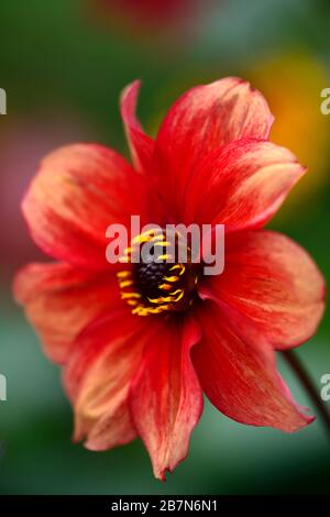 dahlia,dahlias peonia,seedling,fiori rossi arancioni,fioritura,fiore,Bee friendly,animali domestici friendly,nettare ricco,RM floreale Foto Stock