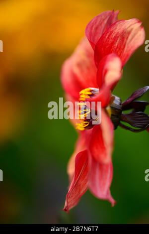 dahlia,dahlias peonia,seedling,fiori rossi arancioni,fioritura,fiore,Bee friendly,animali domestici friendly,nettare ricco,RM floreale Foto Stock