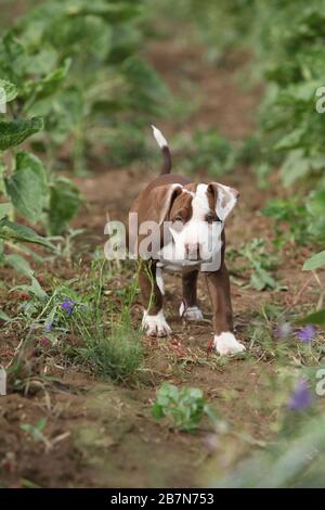 Bel cucciolo di Pit Bull Terrier americano in natura Foto Stock