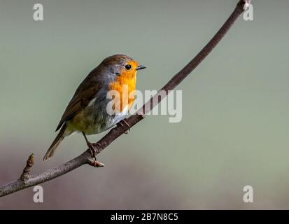 Il maschio europeo Robin (Erithacus rubecula) arroccato su un ramoscello Foto Stock