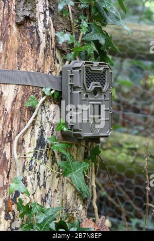 Primo piano di una telecamera Bushnell trail legata a un albero coperto di edera in bosco nel Regno Unito. Foto Stock