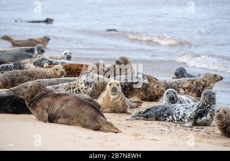 Alcune delle 2,500 foche grigie atlantiche stimate a Horsey Beach a Norfiolk, dove si riuniscono ogni anno per ammutare la loro pelliccia consumata e far crescere nuovi cappotti sleeker. Foto Stock