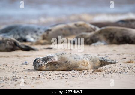 Alcune delle 2,500 foche grigie atlantiche stimate a Horsey Beach a Norfiolk, dove si riuniscono ogni anno per ammutare la loro pelliccia consumata e far crescere nuovi cappotti sleeker. Foto Stock