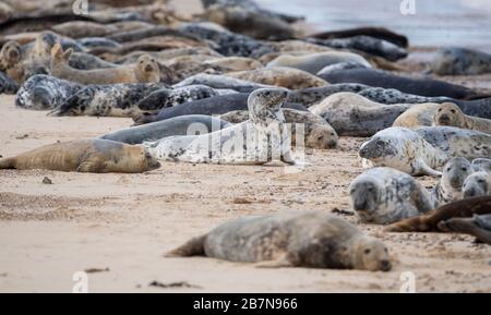 Alcune delle 2,500 foche grigie atlantiche stimate a Horsey Beach a Norfiolk, dove si riuniscono ogni anno per ammutare la loro pelliccia consumata e far crescere nuovi cappotti sleeker. Foto Stock