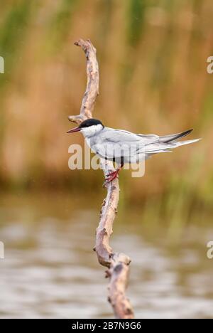 Tern comune - Sterna hirundo, bella terna bianca e nera da acqua dolce europea e coste del mare, Hortobagy, Ungheria. Foto Stock