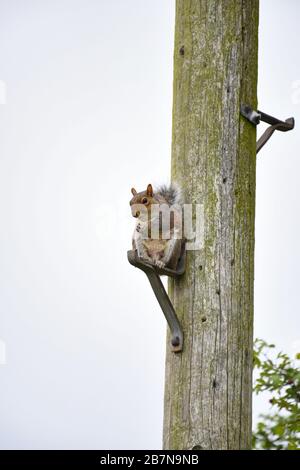 Scoiattolo grigio, Sciurus carolinensis, su un gradino di metallo su una linea elettrica in legno che guarda verso la telecamera. Foto Stock