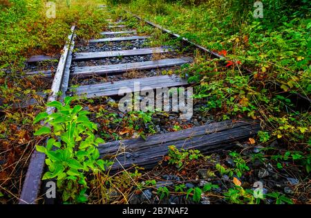 La vegetazione cresce su binari ferroviari in disuso, la Stiria, l'Austria Foto Stock